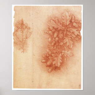 Study for the Lost Painting, Leda, Da Vinci Poster