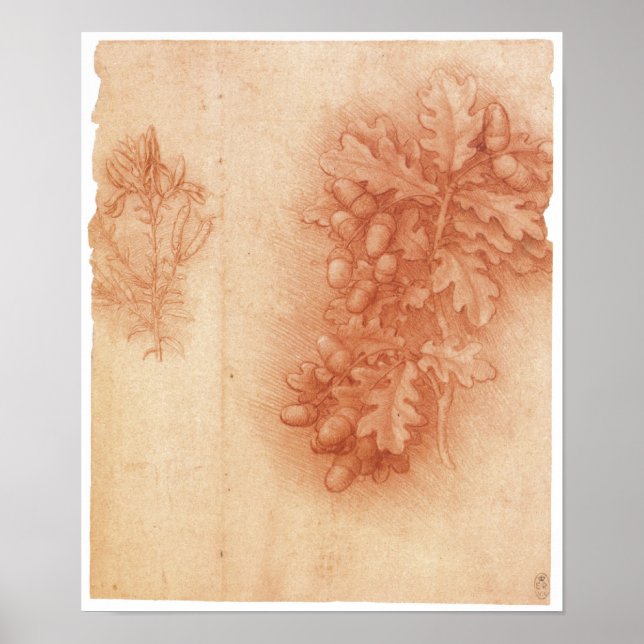 Study for the Lost Painting, Leda, Da Vinci Poster (Front)