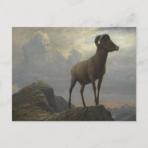 Study of a Big Horn Ram by Albert Bierstadt Postcard