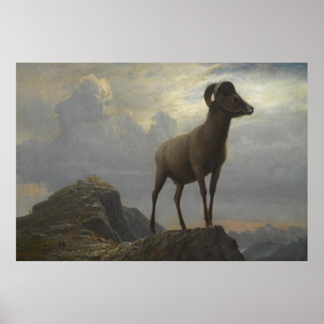 Study of a Bighorn Ram by Albert Bierstadt Poster (Front)
