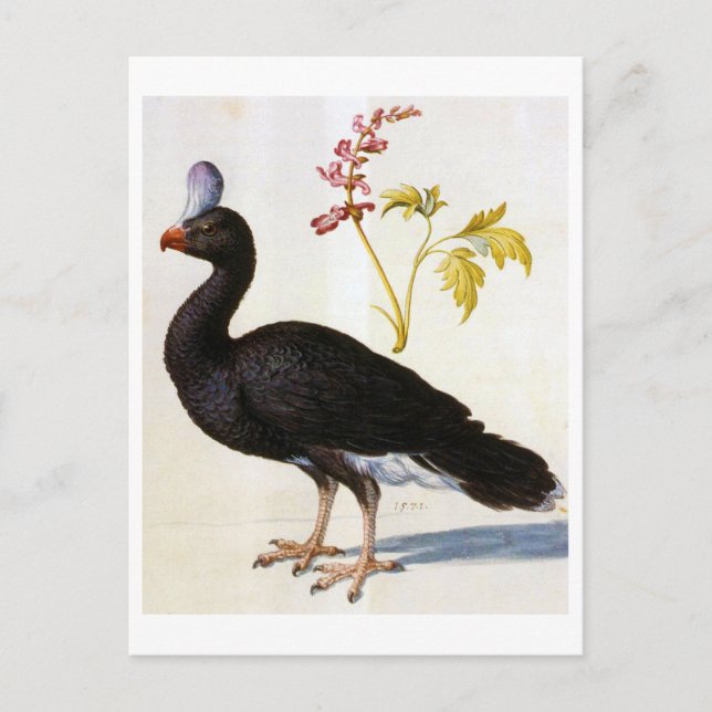 Study of a Helmeted Curassow, Arcimboldo Postcard (Front)
