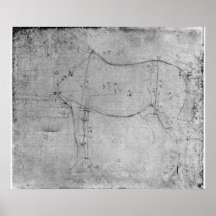 Study of a Horse Poster