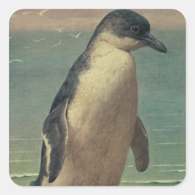 Study of a Penguin Square Sticker (Front)
