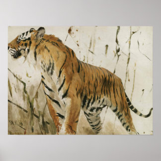 Study Of A Tiger by Wilhelm Kuhnert Poster