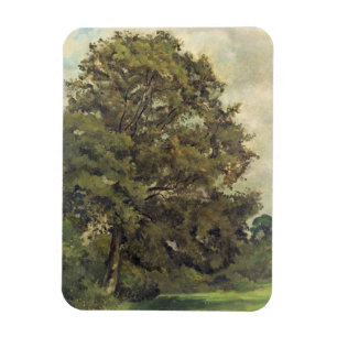 Study of an Ash Tree, c.1851 (oil on paper on pane Magnet