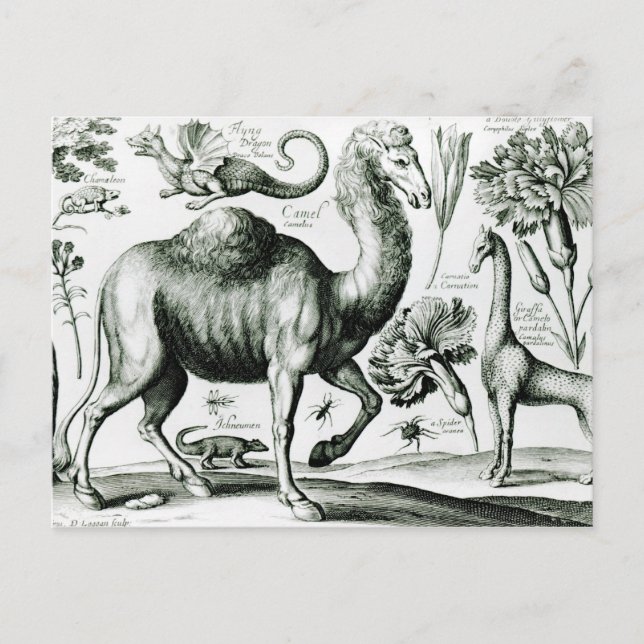 Study of Animals and Flowers, engraved Postcard (Front)