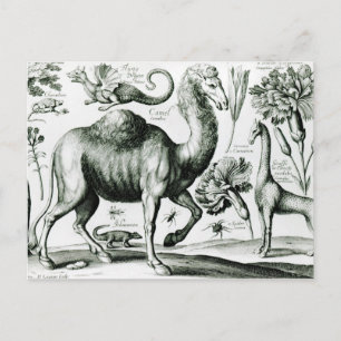 Study of Animals and Flowers, engraved Postcard