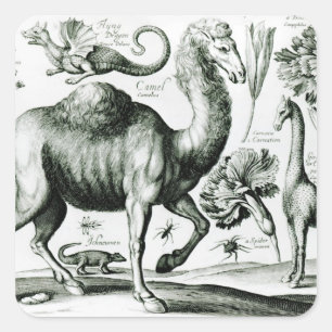 Study of Animals and Flowers, engraved Square Sticker
