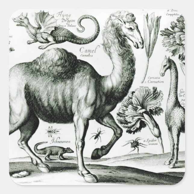 Study of Animals and Flowers, engraved Square Sticker (Front)