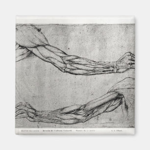 Study of Arms Magnet
