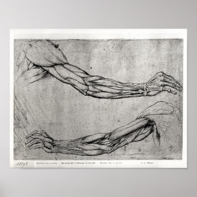 Study of Arms Poster (Front)