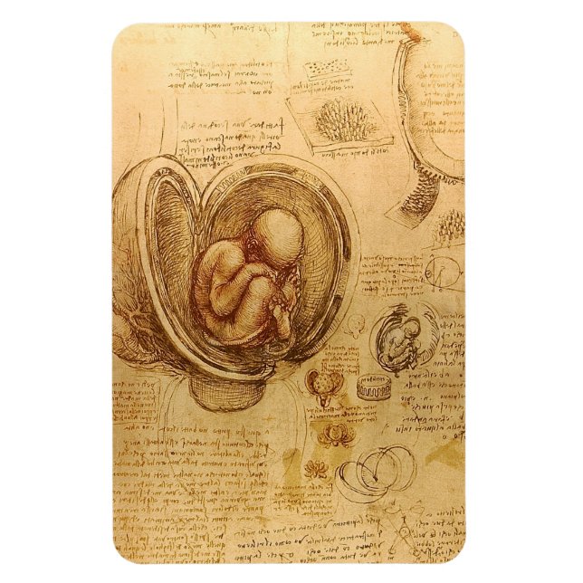 Study of baby foetus by Leonardo da Vinci Magnet (Vertical)