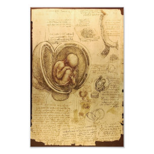 Study of baby foetus by Leonardo da Vinci Photo Print