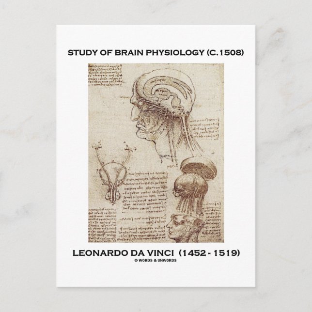 Study Of Brain Physiology (Leonardo da Vinci 1508) Postcard (Front)