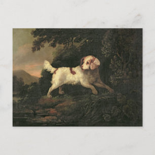 Study of Clumber Spaniel Postcard