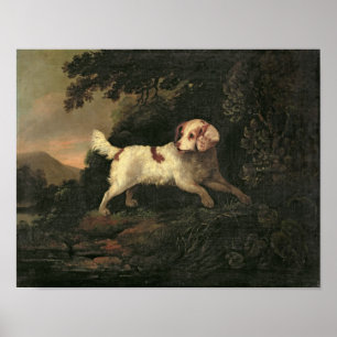 Study of Clumber Spaniel Poster