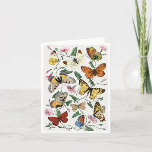 Study of diurnal butterflies by Paul Gervais Brief Card