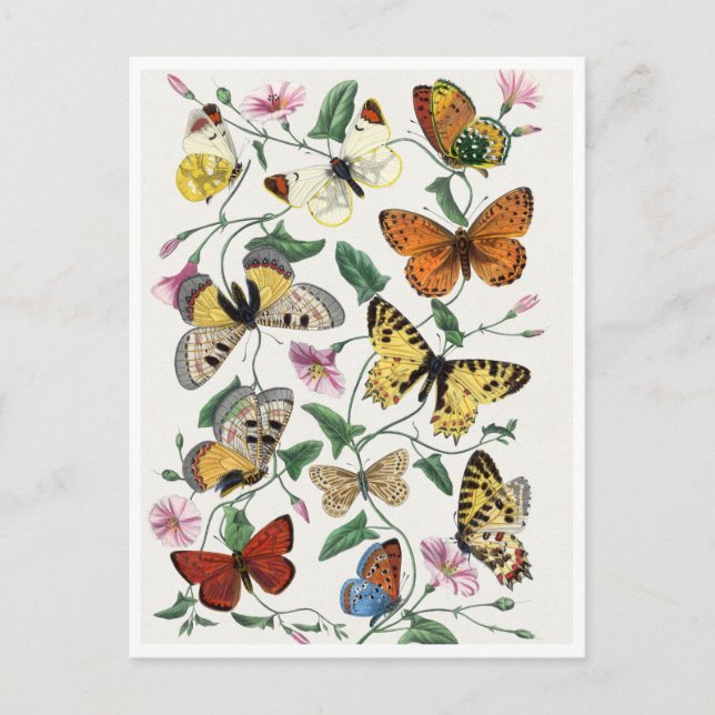 Study of diurnal butterflies by Paul Gervais Postcard (Front)