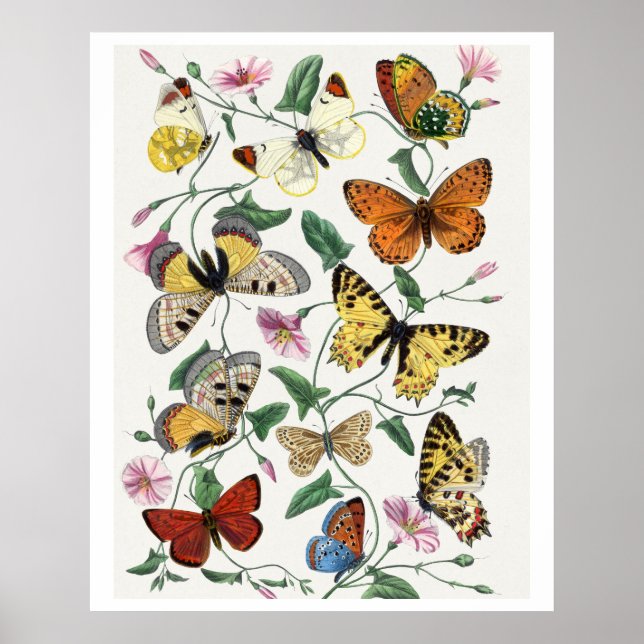 Study of diurnal butterflies by Paul Gervais Poster (Front)