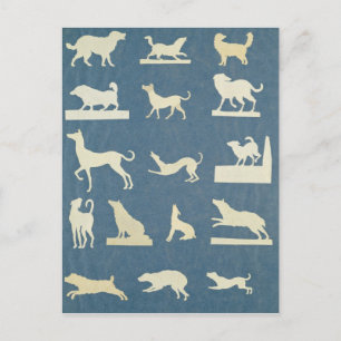Study of Dogs Postcard