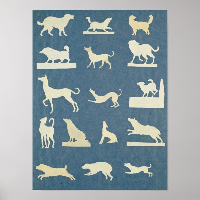Study of Dogs Poster (Front)