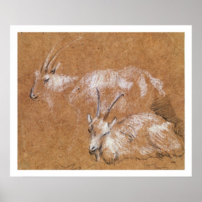Study of Goats (drawing) Poster (Front)