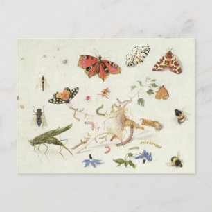 Study of Insects and Flowers Postcard