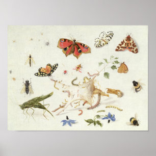 Study of Insects and Flowers Poster
