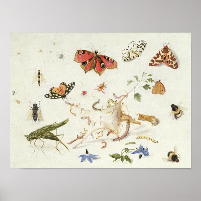 Study of Insects and Flowers Poster (Front)