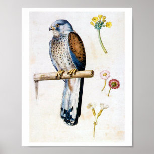 Study of Lesser Kestrel and Flower, Arcimboldo Poster