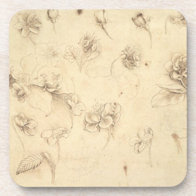Study of the Flowers of Grass-like Plants (Briza M Coaster (Front)