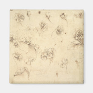 Study of the Flowers of Grass-like Plants (Briza M Magnet