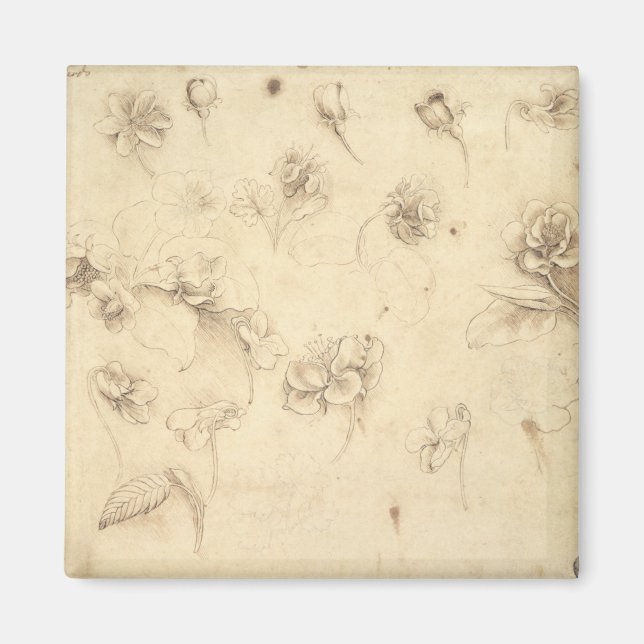 Study of the Flowers of Grass-like Plants (Briza M Magnet (Front)