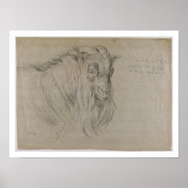 Study of the Head of a Ram (black, sanguine & whit Poster (Front)