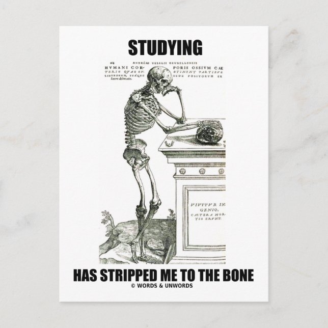Studying Has Stripped Me To The Bone (Skeleton) Postcard (Front)