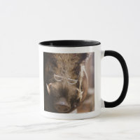 Stuffed Wild Boar Wearing Glasses Outside