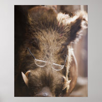 Stuffed Wild Boar Wearing Glasses Outside