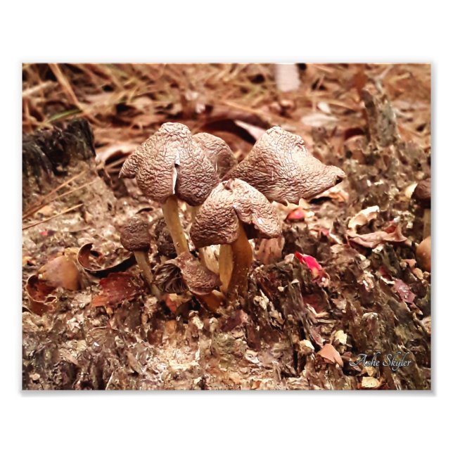Stump Mushrooms Photo Print (Front)