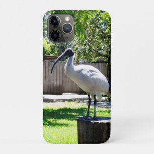 **"Stump Perch: The Bin Chicken's Resting Place"** iPhone 11 Pro Case