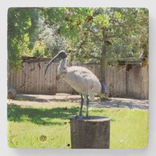 **"Stump Perch: The Bin Chicken's Resting Place"** Stone Coaster