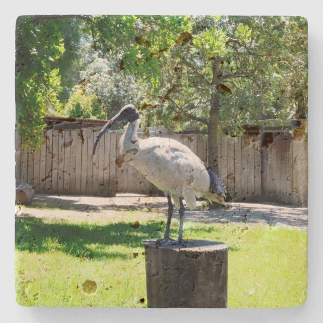 **"Stump Perch: The Bin Chicken's Resting Place"** Stone Coaster (Front)