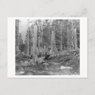 Stumps of Trees Cut down by Donner Party Invitation Postcard