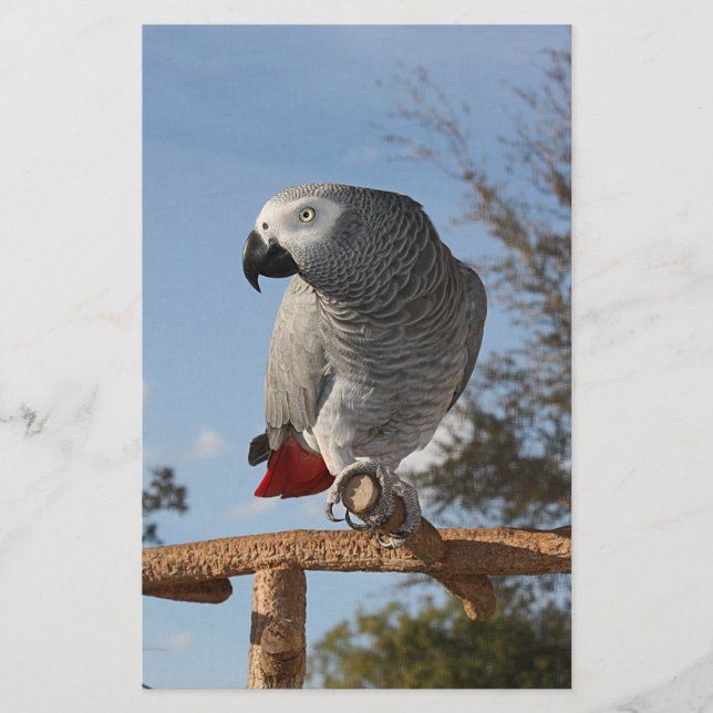 Stunning African Grey Parrot (Front)