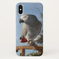 Stunning African Grey Parrot