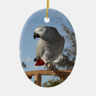 Stunning African Grey Parrot Ceramic Tree Decoration
