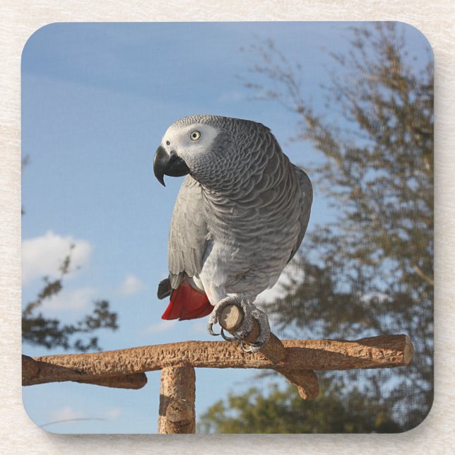 Stunning African Grey Parrot Coaster (Front)
