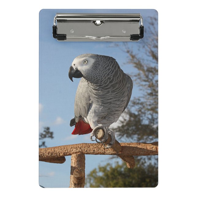 Stunning African Grey Parrot Mini Clipboard (Front)