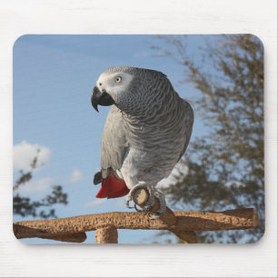 Stunning African Grey Parrot Mouse Pad