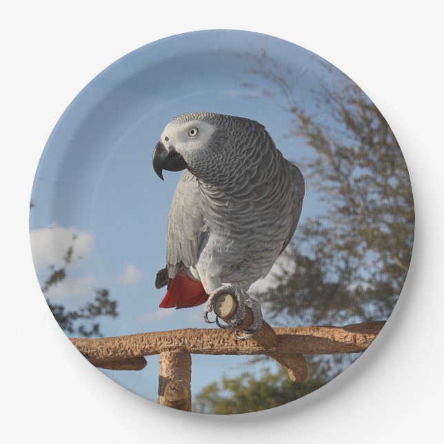 Stunning African Grey Parrot Paper Plate (Front)