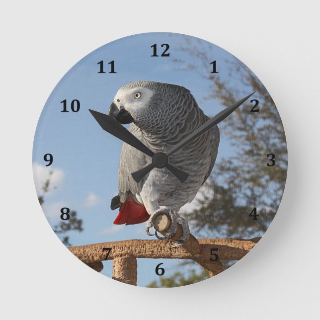 Stunning African Grey Parrot Round Clock (Front)